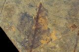 Pennsylvanian Fossil Fern Plate - Kinney Quarry, NM #80517-3